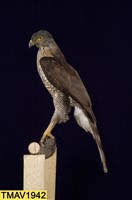 鳳頭蒼鷹藏品圖，第7張